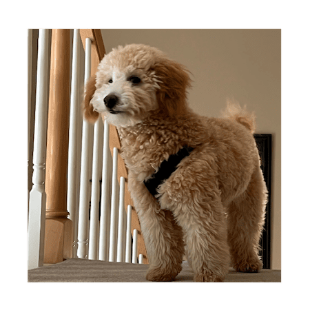 Meet Dogtor Bear